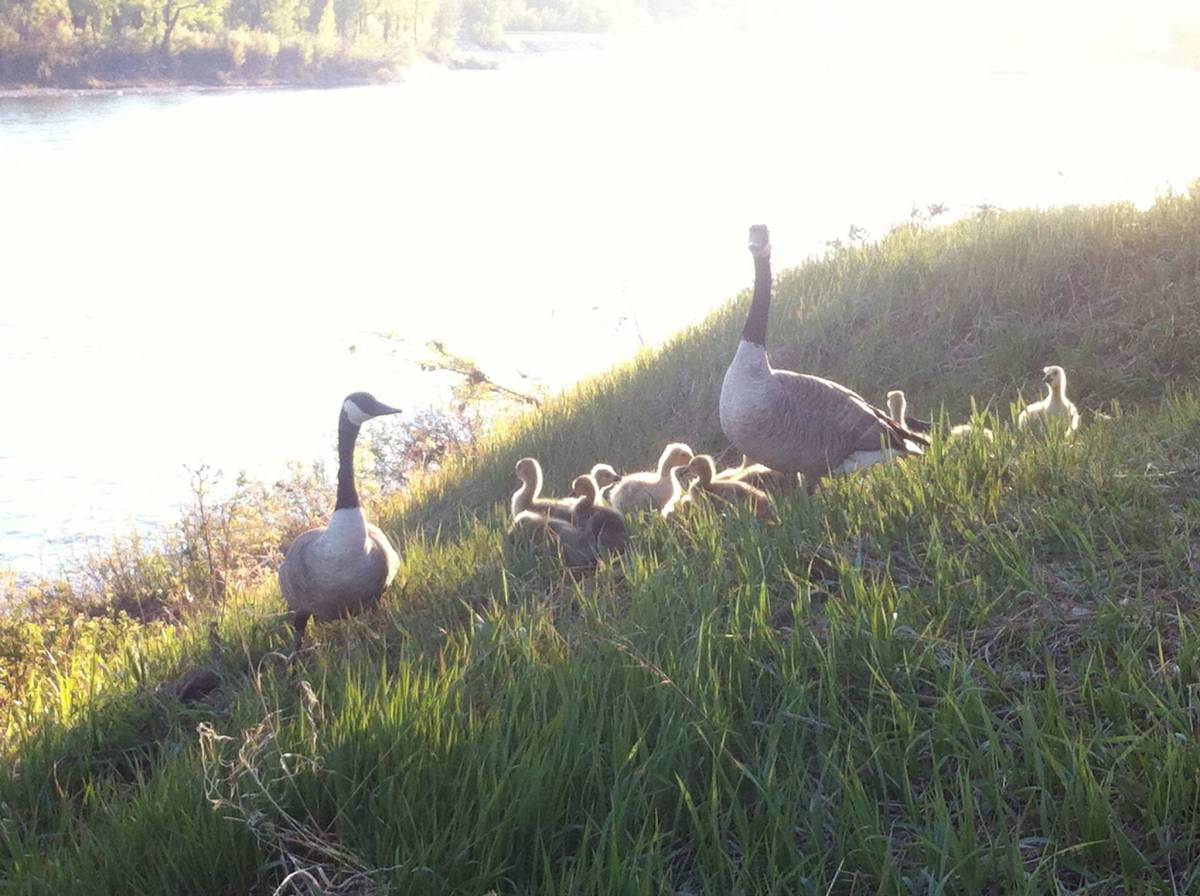 Canada Geese with goslings along the Bow River