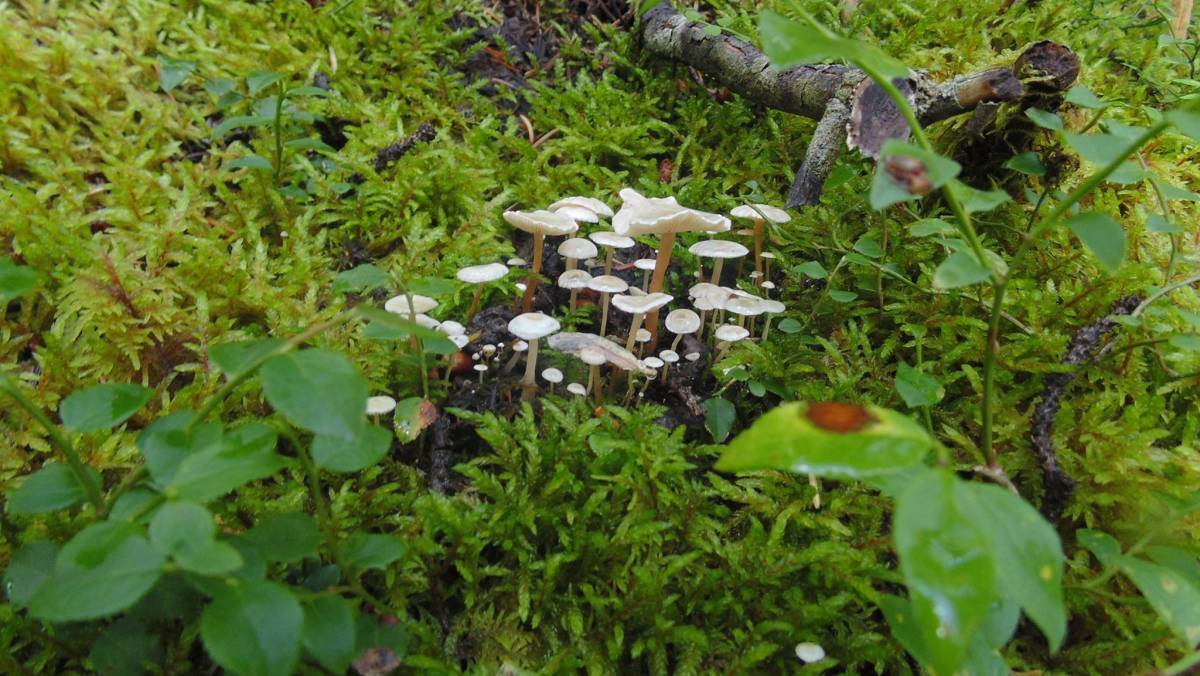 A grouping of super-tiny mushrooms near Lake Louise