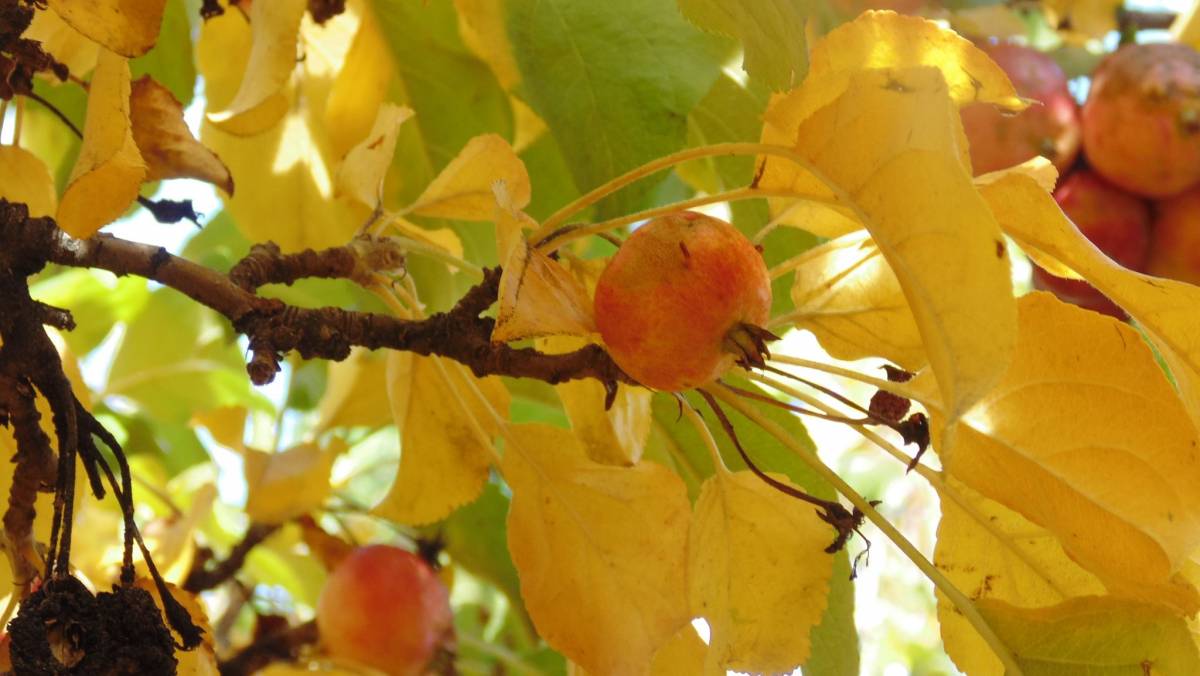 Crabapples ripening with leaves in Fall colour