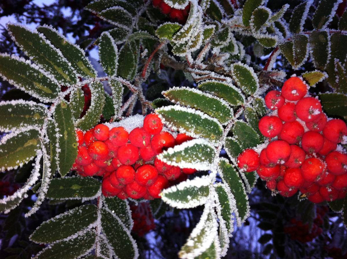 Frost on Mountain Ash leaf edges