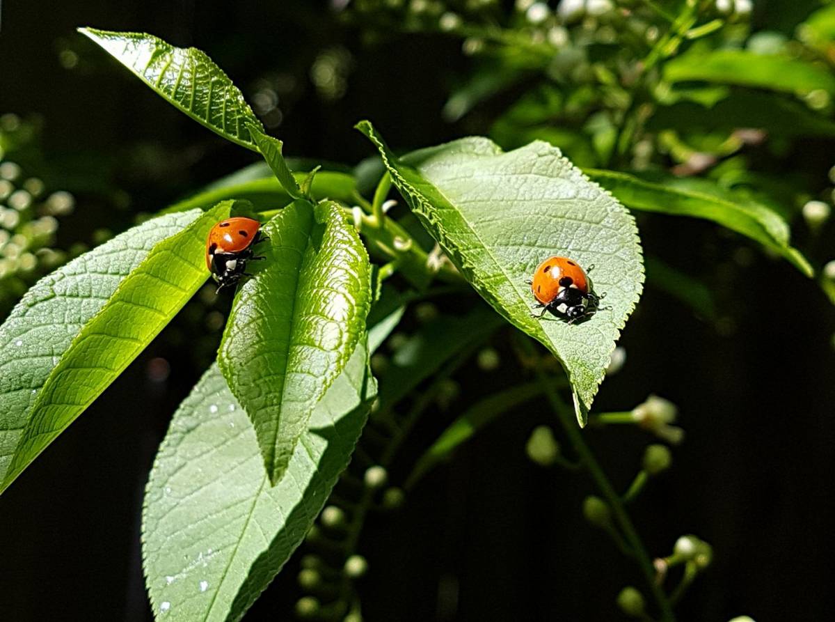 Pair of ladybugs on a leaf