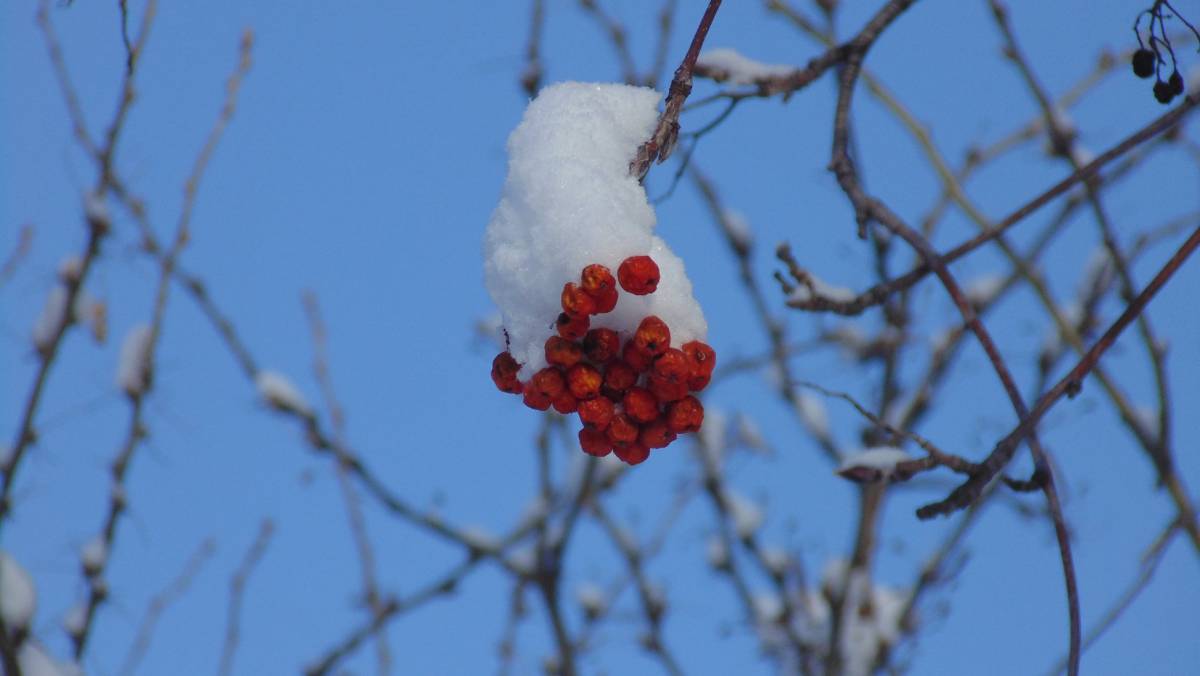 fluffy snow resting on clumps of dried out Mountain Ash berries
