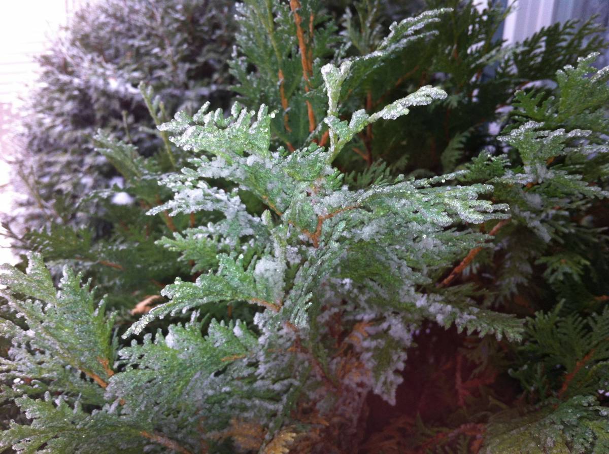 Frost coating the cedar leaves