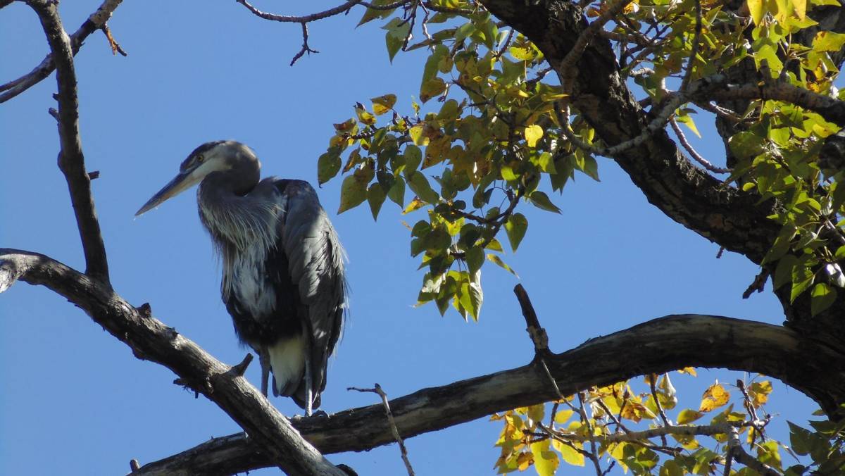 Heron on a tree at Inglewood Bird Sanctuary
