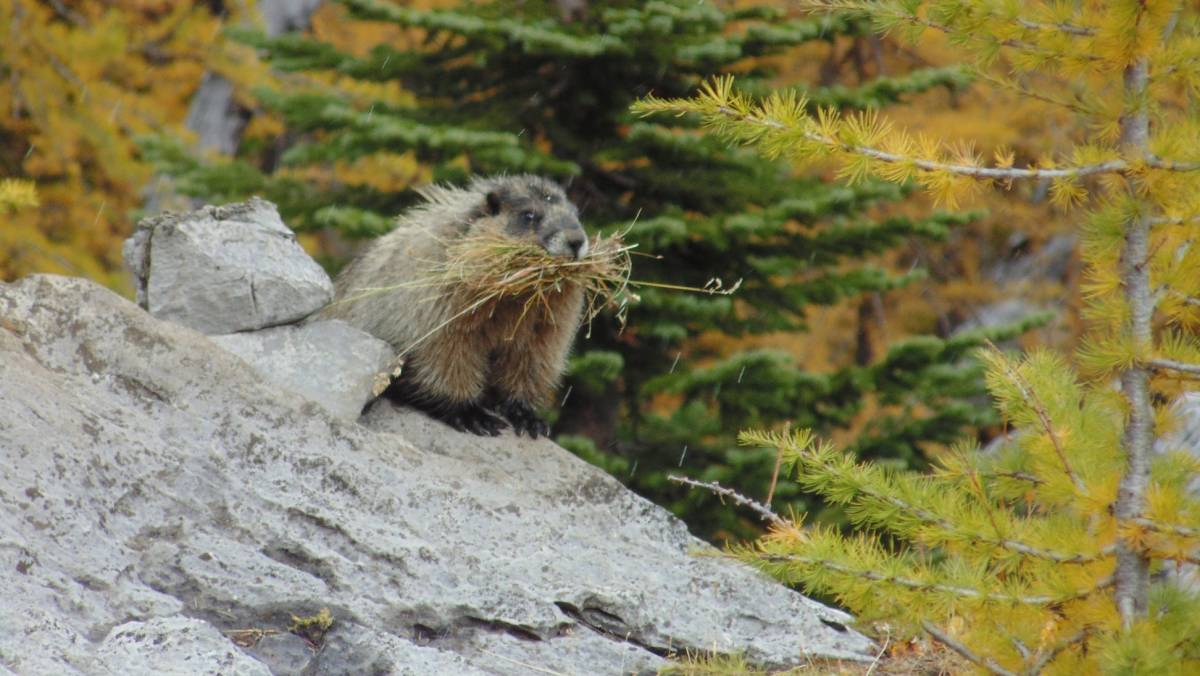 Marmot collecting straw for its nest