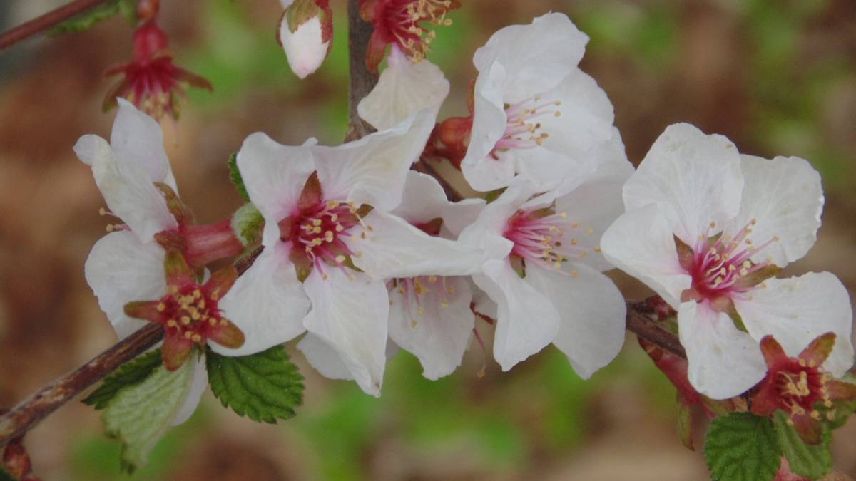 Spring apple blossoms