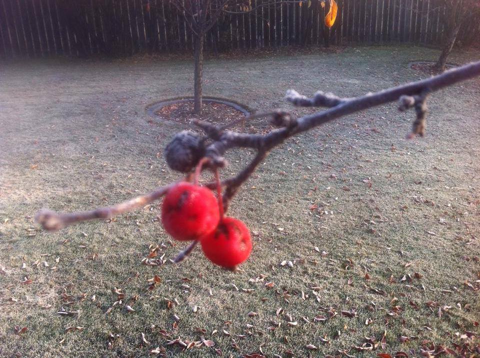 Frost on backyard lawn with barren crabapple tree branches