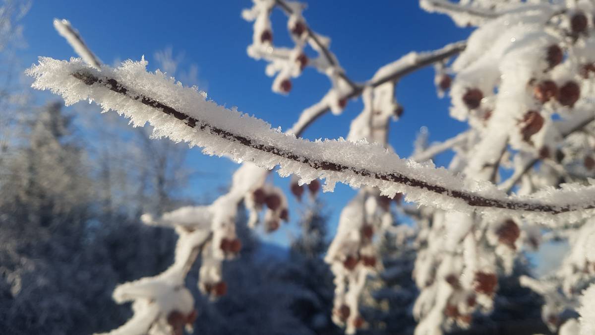Hoarfrost (or Brime) on a twig in the garden