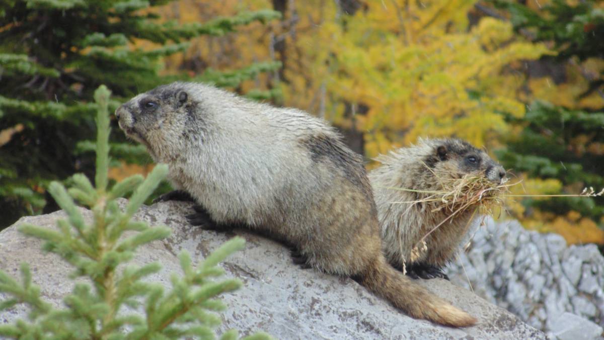 Marmot with mate, gathering nesting materials