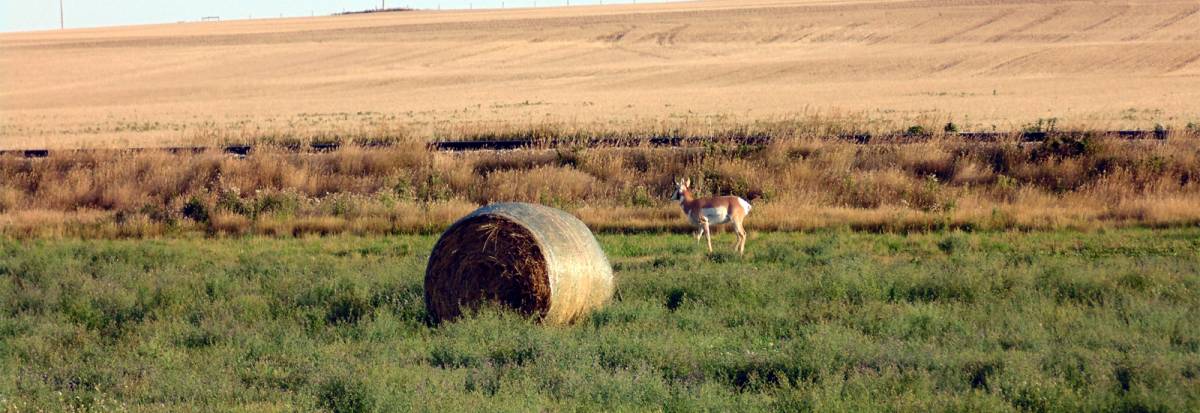 Pronghorn deer beside hayroll
