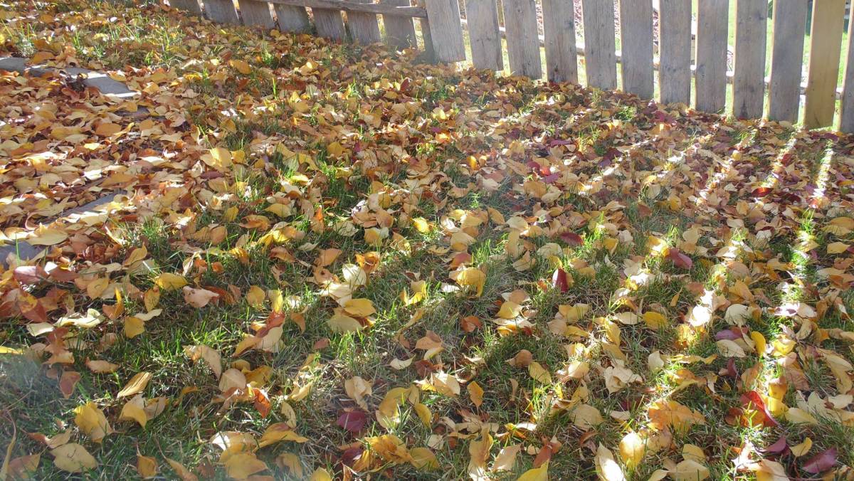 Fall leaves and fence slat shadows