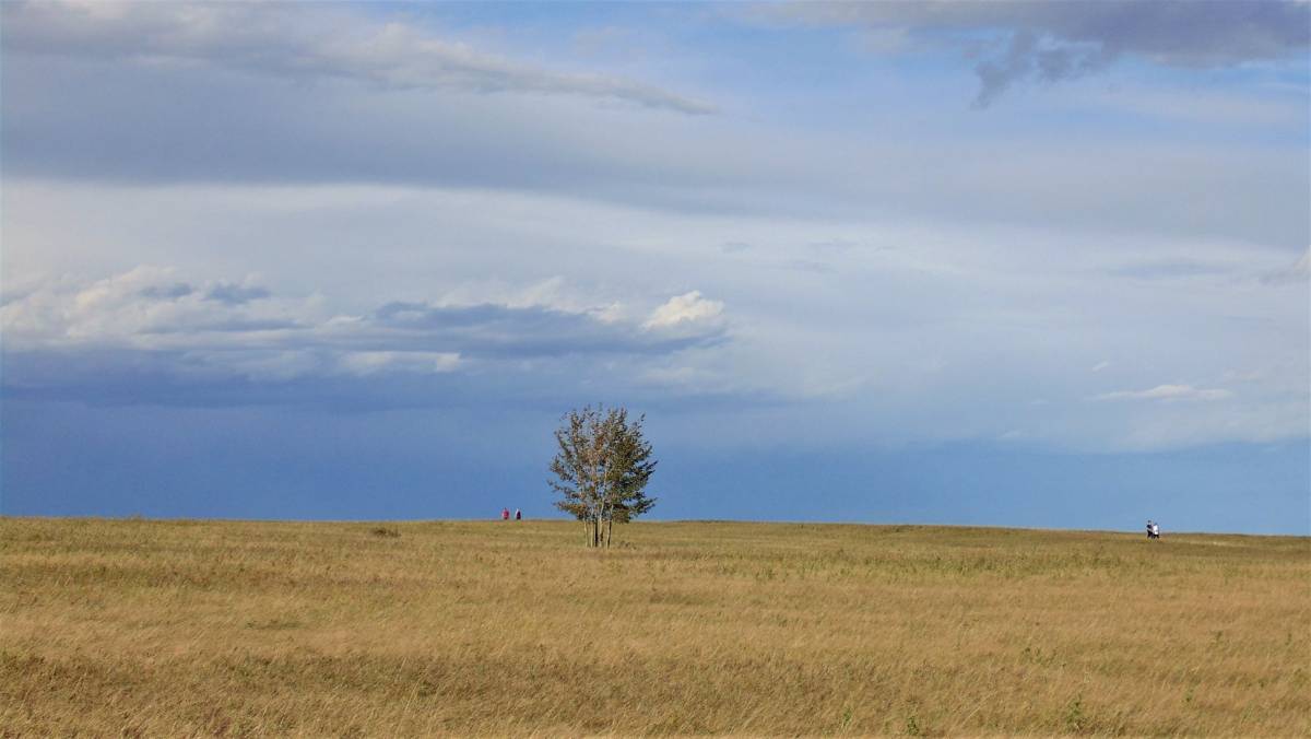 A lone tree atop Nose Hill Park, Calgary