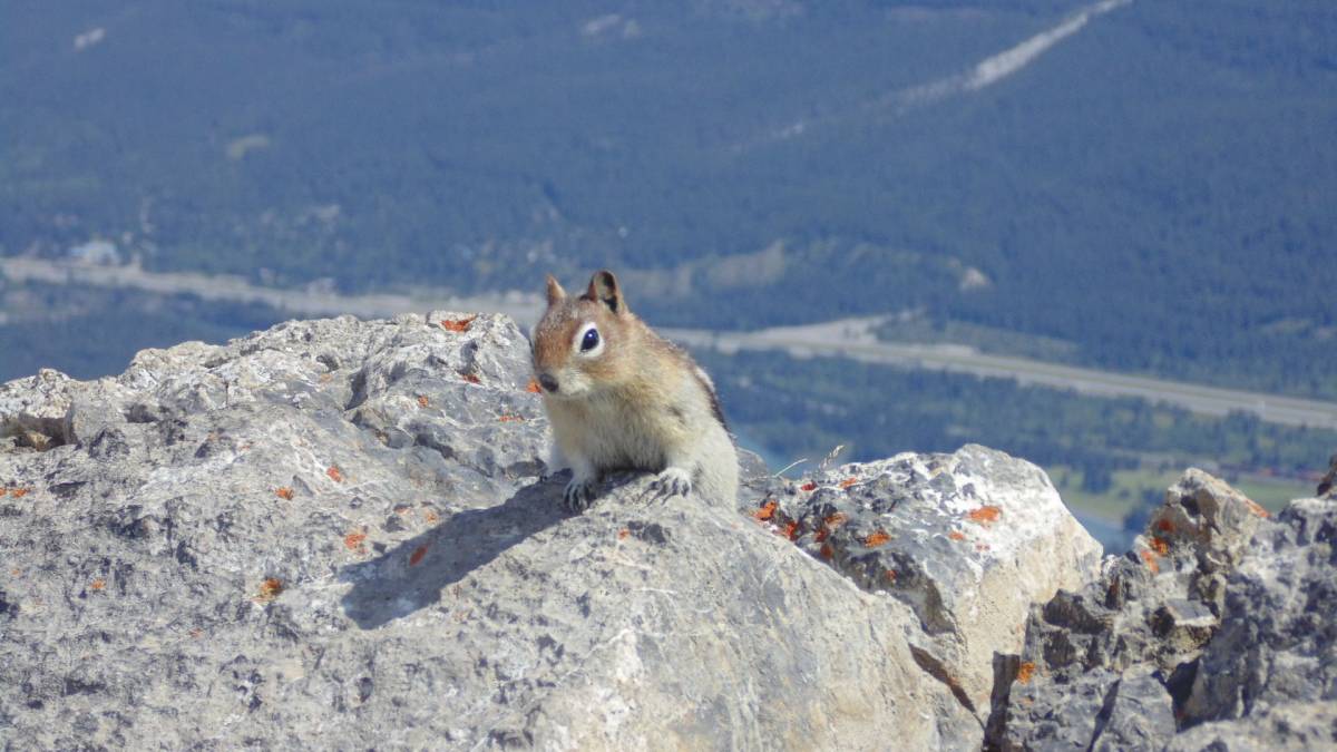 Chipmunk saying "hi" at the summit of Mount Ha Ling, over Canmore and the Trans-Canada