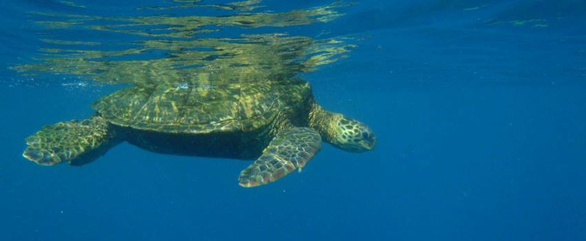 Honu sea turtle off Kauia