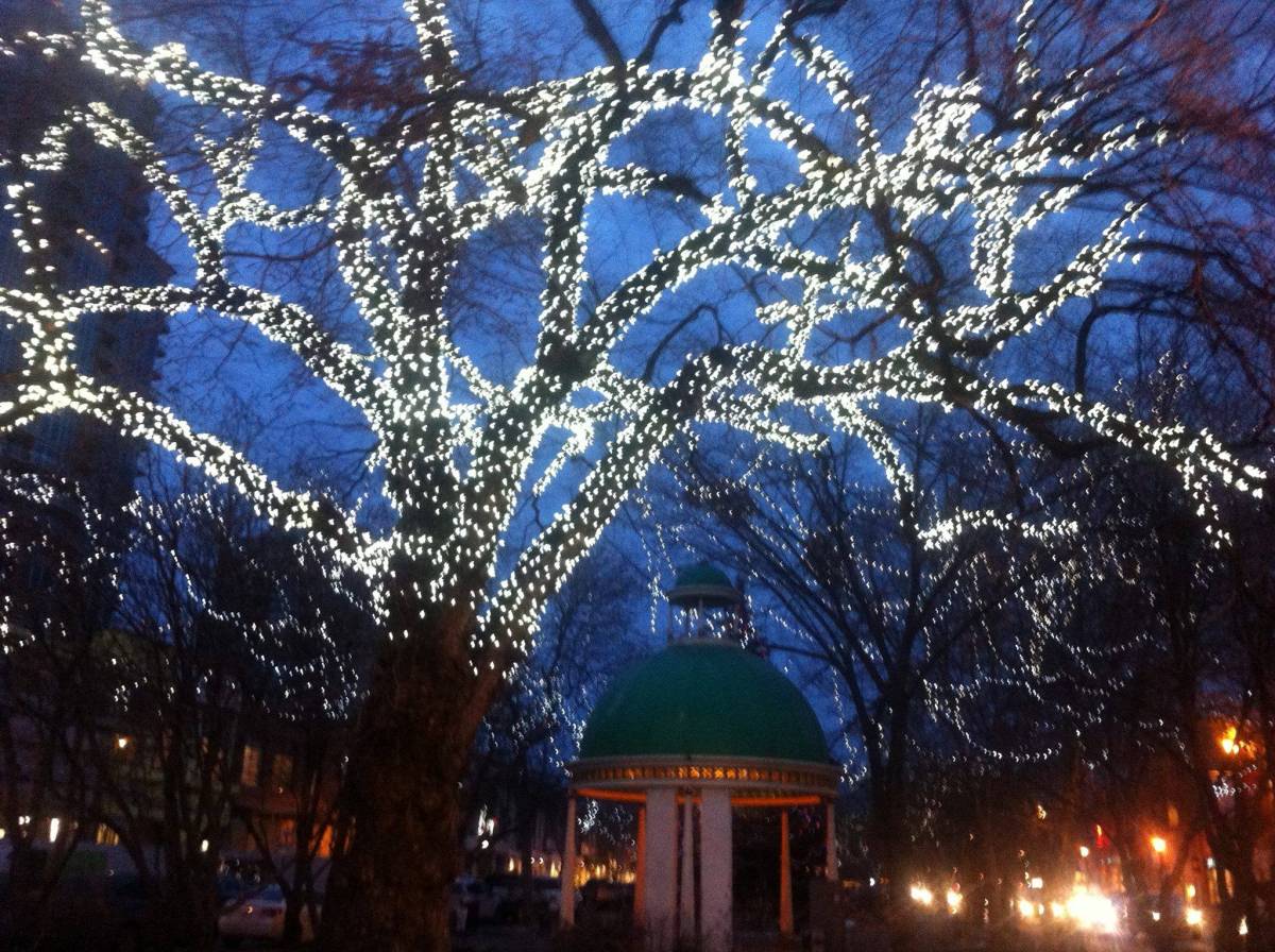 Lit trees in Tompkins Park, 17th Avenue, Calgary