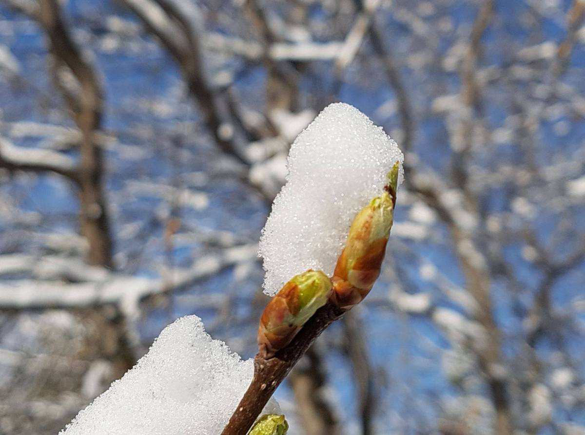 late snow resting on early tree bud