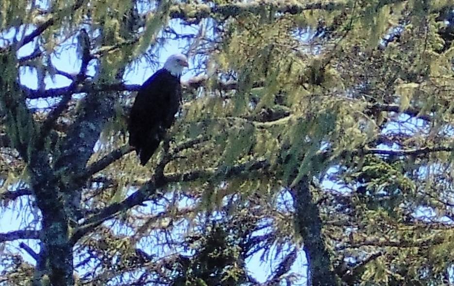 Bald Eagle in tree off Tofino, BC