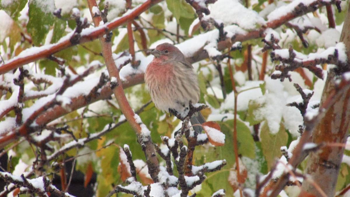 bird in a tree, with early snowfall