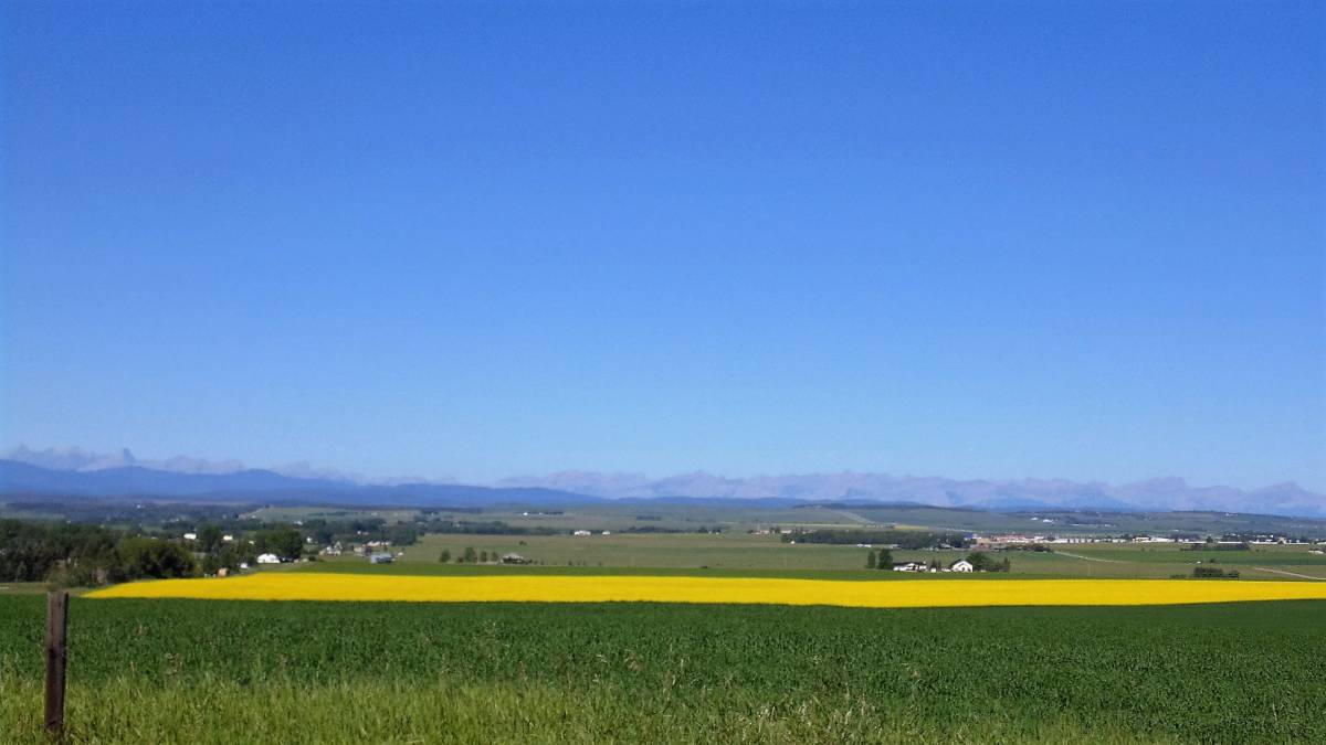 Canola Field in bloom, in Rocky View County, west of Calgary