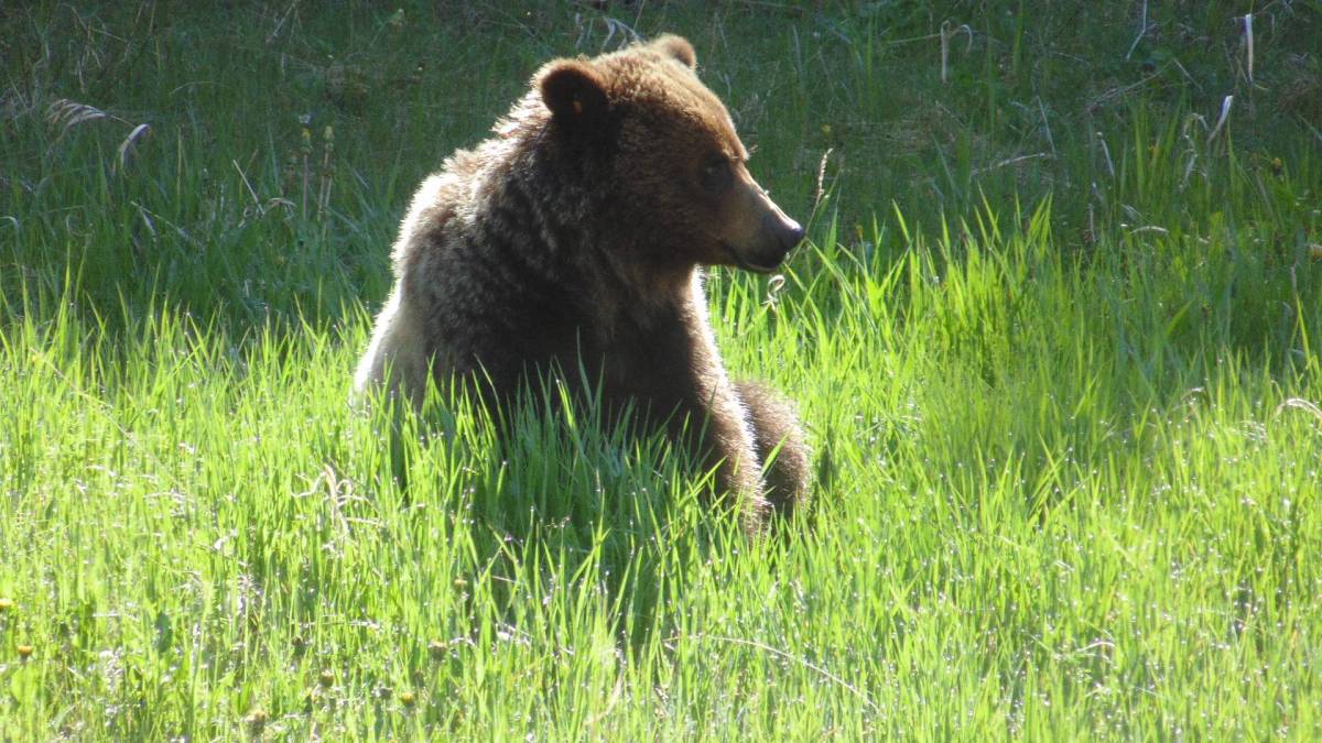 Grizzly Bear in the grass, Kananaskis Country, Alberta