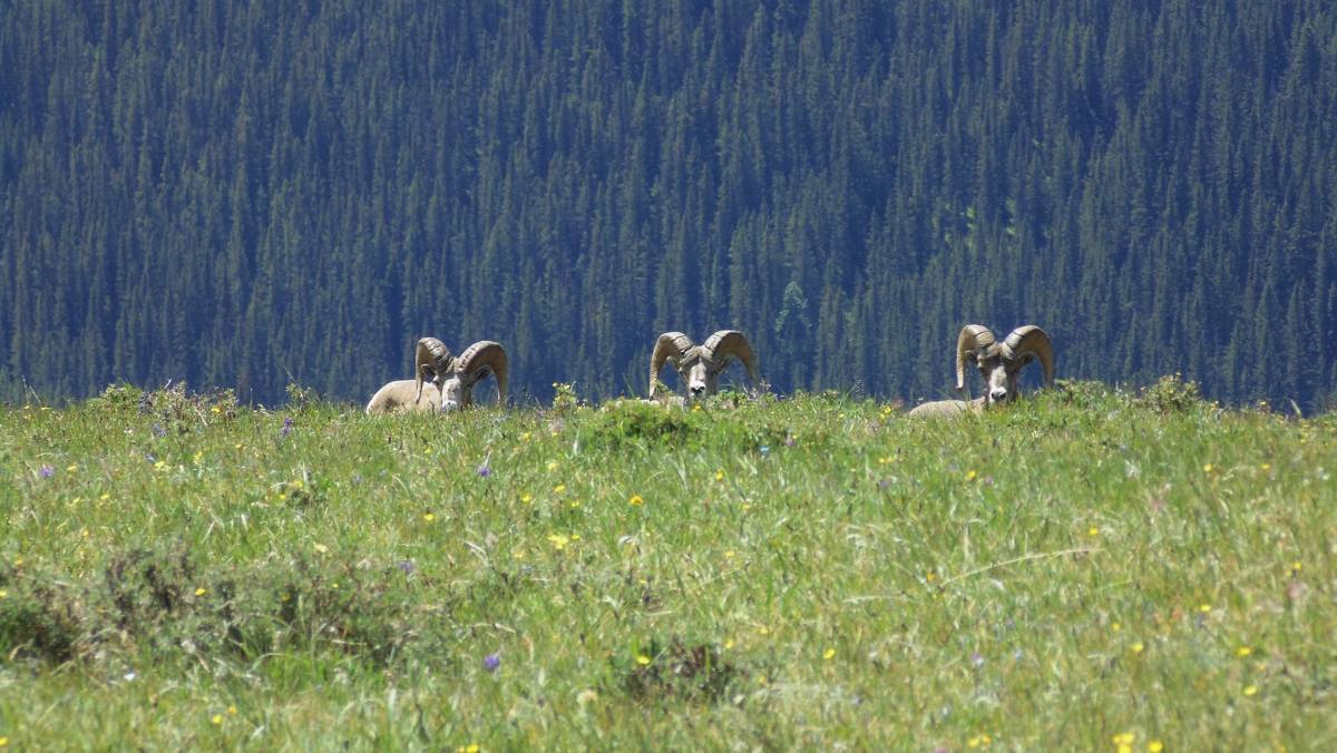 Three rams peeking over knoll on Pigeon Mountain