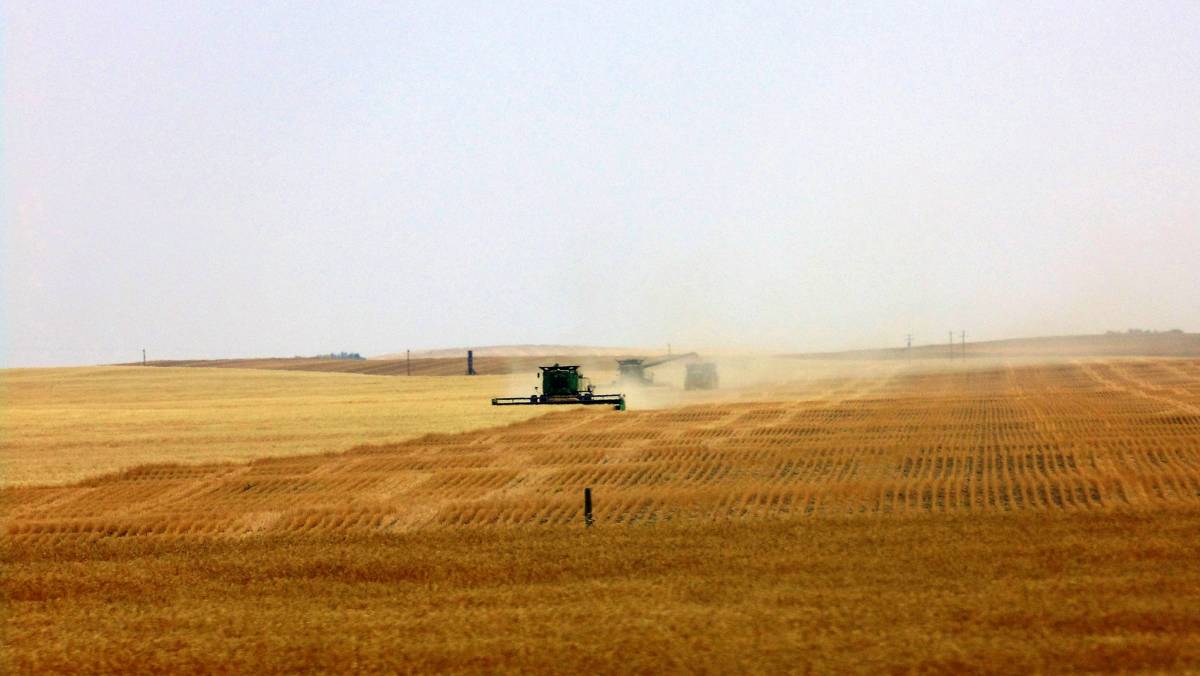 Pair of combines harvesting a wheat field