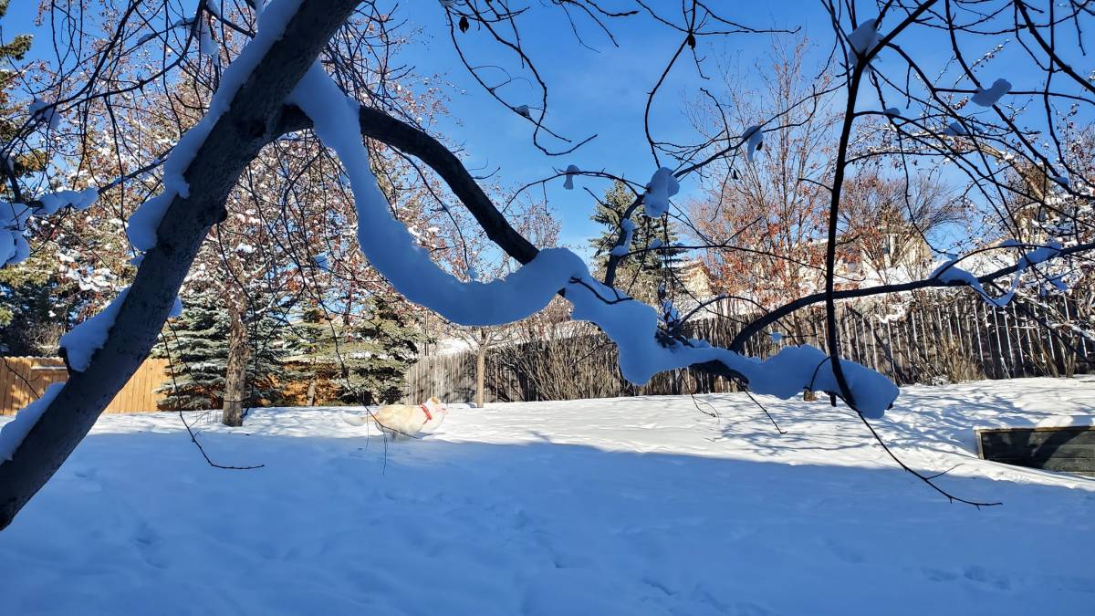 Sticky winter snowfall, sliding off branches