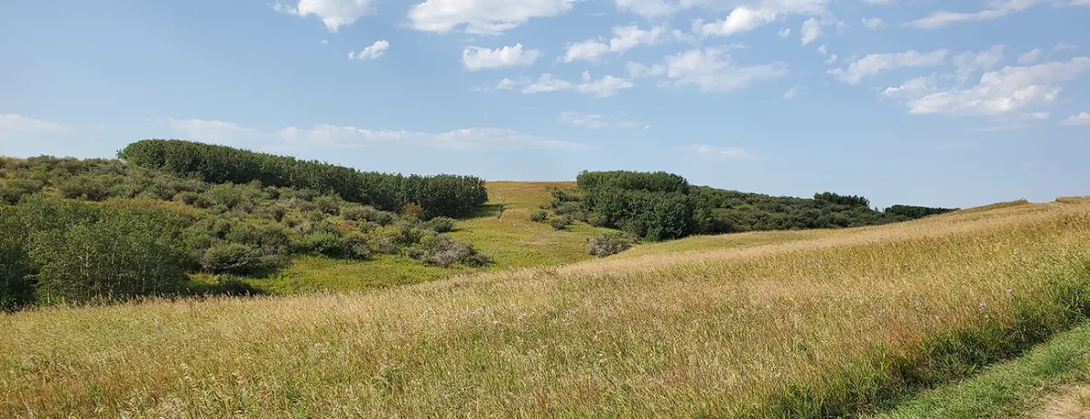 Tall grass prairie near Calgary, once everywhere across the west