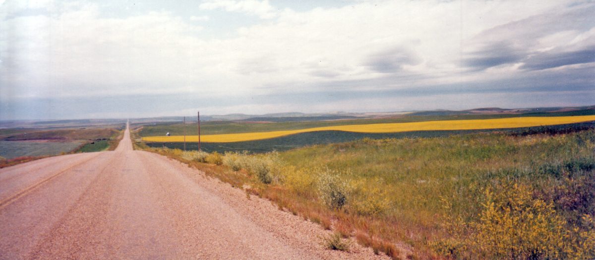 Canola fields near Drumheller
